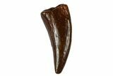 Bargain, Raptor Tooth - Real Dinosaur Tooth #178487-1